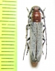 Mecas obereoides  Mexico - INSECTS-STORE.RU
