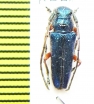 Phytoecia alziari  Israel - INSECTS-STORE.RU