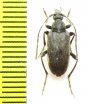 Pachytodes longipes  Russia, Tuva reg. - INSECTS-STORE.RU