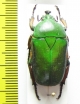 Trigonophorus politus  China, Sichuan prov. - INSECTS-STORE.RU