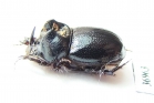 Orphninae sp.  Zambia - INSECTS-STORE.RU
