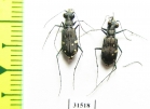 Cicindelinae sp.  Zanzibar isl. - INSECTS-STORE.RU