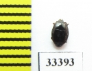 Histeridae sp.  Zambia - INSECTS-STORE.RU
