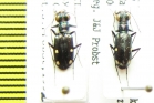 Setinteridenta rhydidopteroides  Nepal - INSECTS-STORE.RU