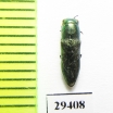 Sphenoptera viridiaurea  Tajikistan - INSECTS-STORE.RU