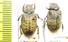 Polynoncus ? brevicollis  Chile - INSECTS-STORE.RU
