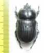 Homophileurus quadrituberculatus  French Guiana - INSECTS-STORE.RU