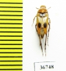Ripiphoridae, Macrosiagon bimaculata  Russia, Volgograd reg. - INSECTS-STORE.RU