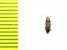 Bitoma sp.  Australia - INSECTS-STORE.RU