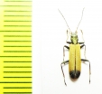 Ischnomera cinerascens  Turkey, Mush prov. - INSECTS-STORE.RU