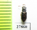 Salpingidae sp.  Peru - INSECTS-STORE.RU