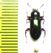 Tenebrionidae sp.  Indonesia, Papua - INSECTS-STORE.RU