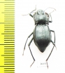 Cyphogenia limbata  Kazakhstan - INSECTS-STORE.RU