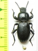 Scaurus uncinus  Morocco - INSECTS-STORE.RU
