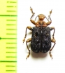 Attelabidae sp.  Indonesia, Sumatra - INSECTS-STORE.RU