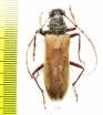 Cerambycidae sp.  Ecuador - INSECTS-STORE.RU