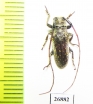 Oncideres ocularis  Argentina - INSECTS-STORE.RU