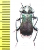Ropalopus insubricus  Croatia - INSECTS-STORE.RU
