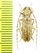 Deroplia annulicornis  Canary isl. - INSECTS-STORE.RU