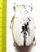 Melolonthinae sp.  Malaysia, Borneo - INSECTS-STORE.RU