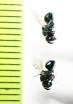 Ichneumonoidea sp.  Russia, Far East - INSECTS-STORE.RU