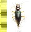 Tetracha sp.  Ecuador - INSECTS-STORE.RU