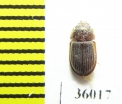 Trogossitidae sp.  Thailand - INSECTS-STORE.RU