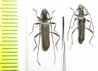 Ossibia murina  Namibia - INSECTS-STORE.RU