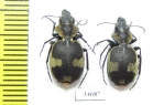 Graphipterus sp.  South Africa Rep. - INSECTS-STORE.RU