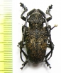 Phryneta spinator  Tanzania - INSECTS-STORE.RU