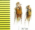 Ripiphoridae, Macrosiagon bimaculata  Russia, Volgograd reg. - INSECTS-STORE.RU