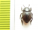 Cleteus marginicollis  Madagascar - INSECTS-STORE.RU