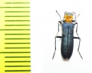 Ischnomera deyrollei  Abkhazia - INSECTS-STORE.RU