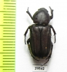 Cremastocheilini sp.  Togo - INSECTS-STORE.RU
