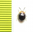 Tenebrionidae sp.  Indonesia, Papua - INSECTS-STORE.RU