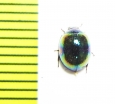 Tenebrionidae sp.  Malaysia, Borneo - INSECTS-STORE.RU