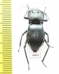 Cyphogenia limbata  Kazakhstan - INSECTS-STORE.RU