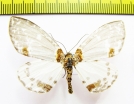 Geometridae sp.  Nepal - INSECTS-STORE.RU