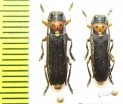 Phytoecia astrate perrini  Syria - INSECTS-STORE.RU