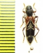 Anaglyptus simplicicornis  Russia, Krasnodar reg. - INSECTS-STORE.RU