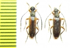 Alosterna tabacicolor bivittis, pair  Russia, Tuva reg. - INSECTS-STORE.RU