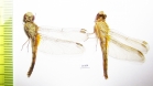Odonata sp.  Oman - INSECTS-STORE.RU