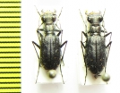 Cicindela sp., pair  USA, Florida - INSECTS-STORE.RU