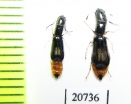 Cleridae sp. Laos - INSECTS-STORE.RU