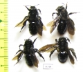Hymenoptera sp.  Russia, Astrakhan reg. - INSECTS-STORE.RU