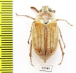 Melolontha pectoralis farinosa  Greece - INSECTS-STORE.RU