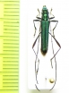 Chloridolum cinnyria  Malaysia, Borneo - INSECTS-STORE.RU