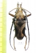 Paraleprodera triangularis  Thailand - INSECTS-STORE.RU