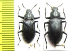 Tenebrionidae sp.  Indonesia, Peleng isl. - INSECTS-STORE.RU