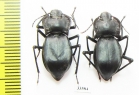 Cyphogenia limbata  Kazakhstan - INSECTS-STORE.RU